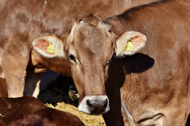 德州附近的养牛场，请问百度一这两天吃素有什么功德吗