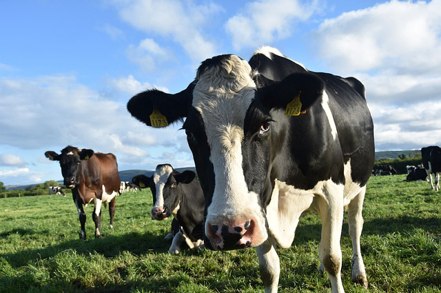 远近闻名的养牛能手 牛的寿命一般有多长？