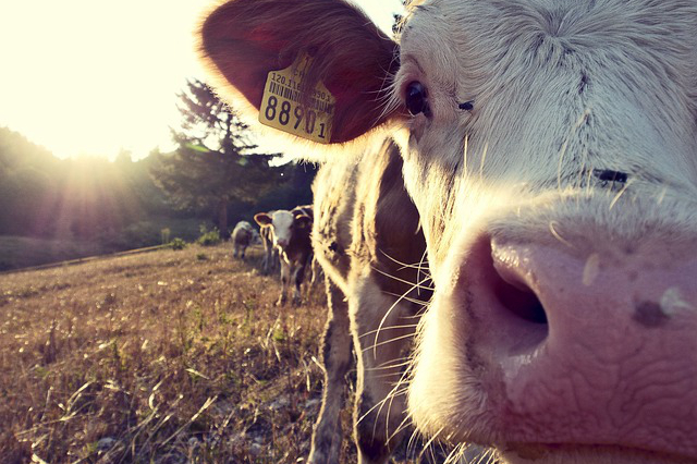 麦麸是个宝用于养牛好，养牛用的麦麸是什么东西