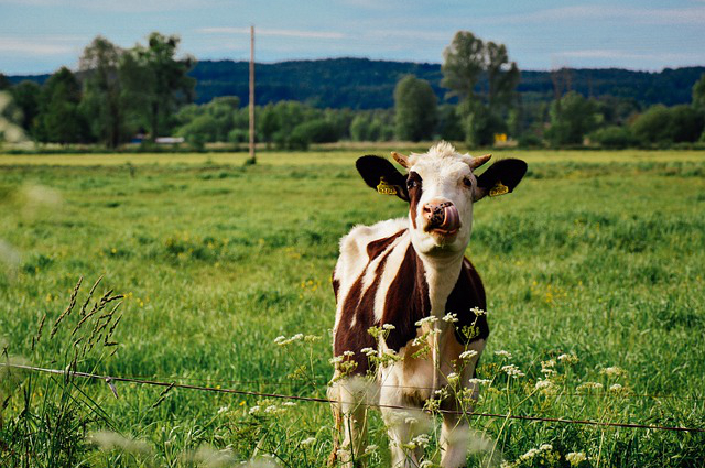饲养牛的品种有哪些好卖 在哪里可以买到种牛呢