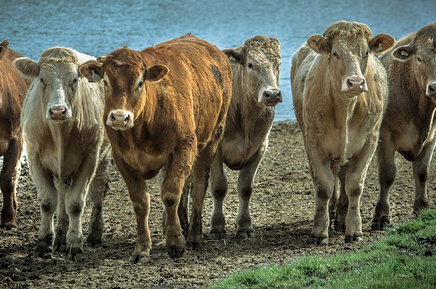 广西钦州市哪些养牛基地(新西兰的种牛是怎么运输到广西崇左的)