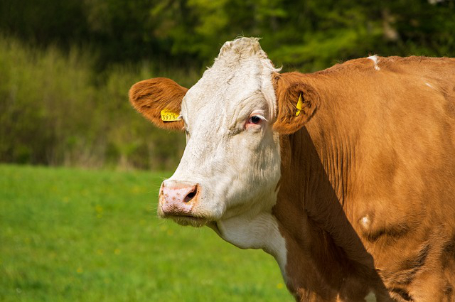 黄教授养牛 用什么办法能用稻草发酵来养牛呢