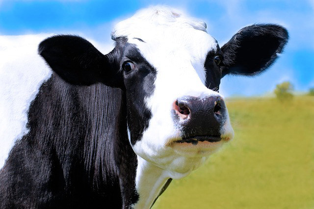麸皮发酵养牛技术，发酵饲料喂牛有哪些好处