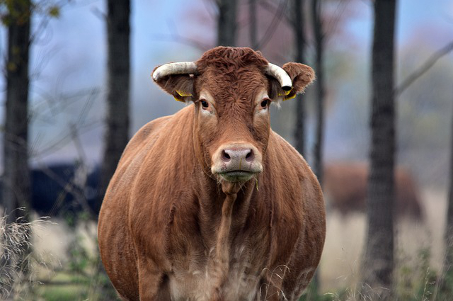 青海养牛多少钱一头公牛，养殖牦牛国家有补贴吗