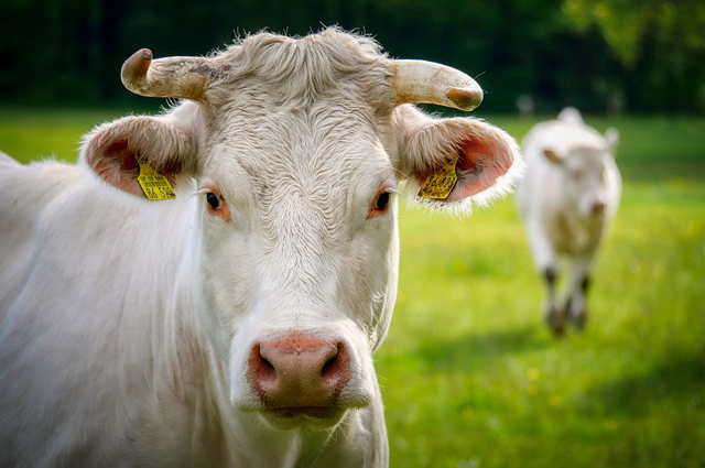 饲料上涨对养牛影响大吗 牛喂猪饲料的好处和坏处