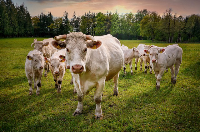 通辽养牛人平均多少头羊，2022年通辽市养多少母牛给补贴
