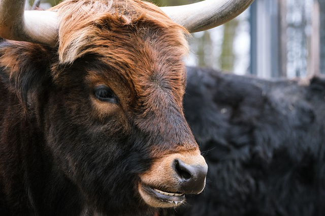 黄牛肉养牛场 潮汕牛肉店的牛肉是黄牛还是水牛