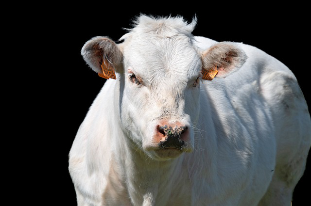 请人养牛怎么激励，2021甘肃张掖养牛有补贴吗
