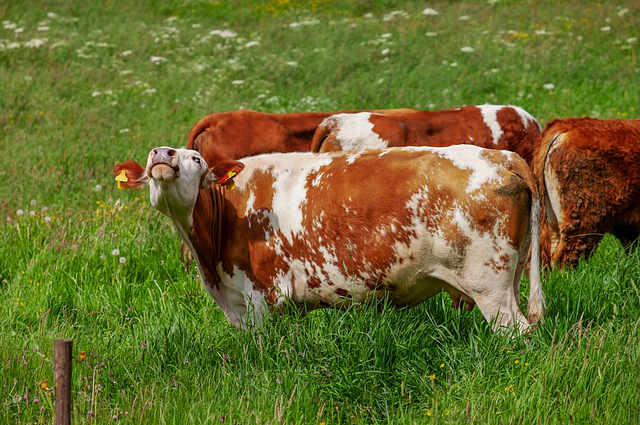 饲养牛一般有几种品种的牛(牛有几个品种)