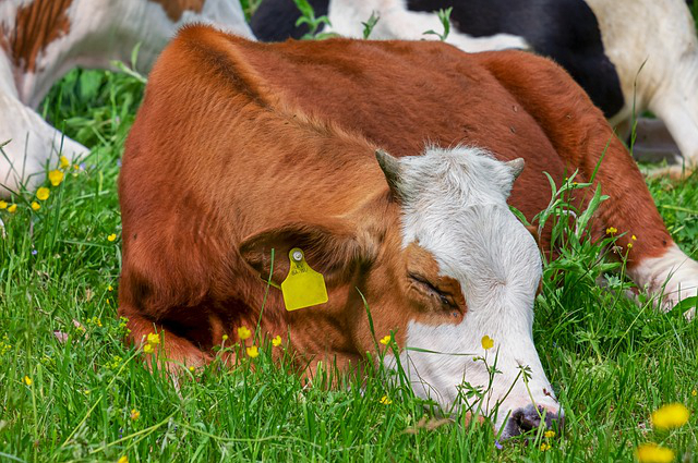 散养牛的喂药方法，大母牛拉稀用什么药好？