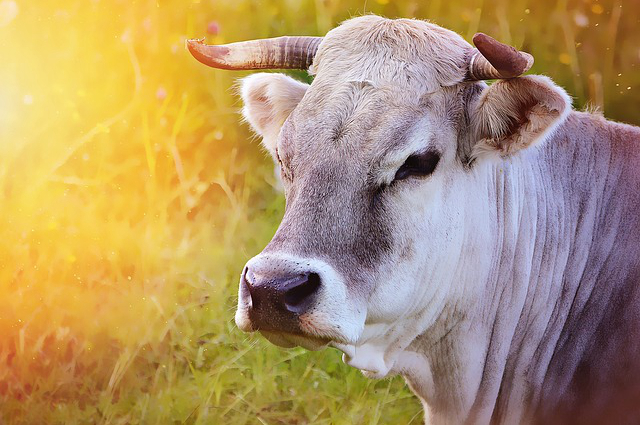长治养牛在哪个村 山西省养牛补贴政策2020标准
