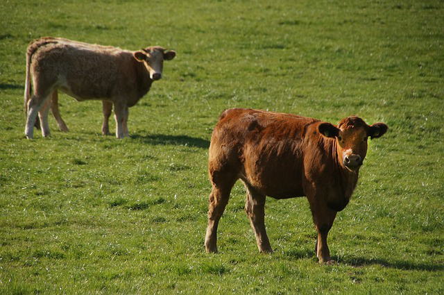 青海哪里能养牛羊肉的地方？在西宁那里批牛肉干最便宜