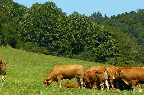 温州高山养牛 为什么北方不养水牛而南方养？