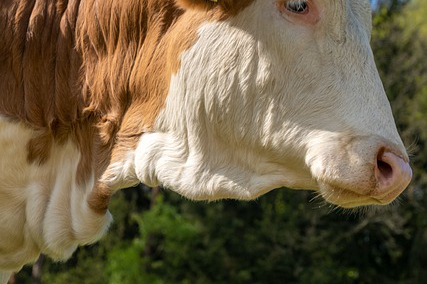 黑龙江养牛流程，2022年黑龙江养牛有补贴吗