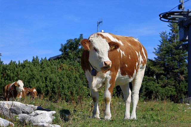 饲养牛预防知识培训总结 畜禽防疫工作总结