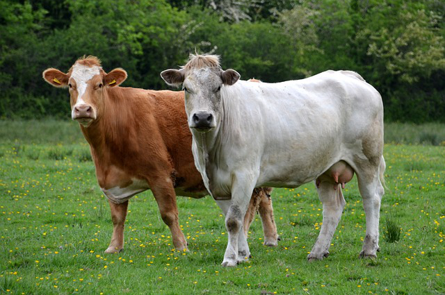 食品发酵养牛怎么样才能养好呢 牛场发酵床的优缺点