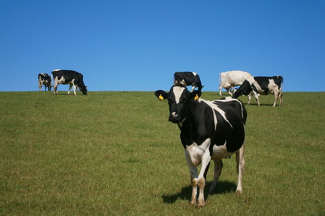 配套养牛可以吗？在农村养牛需要有哪些配套设施呢怎样通过养牛致富