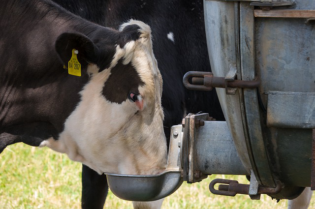 酒精养牛应用，养牛场废水采用的一般工艺是什么