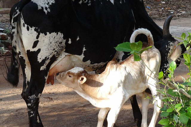 郴州市的养牛人有补贴吗？离郴州最近最大的养牛场