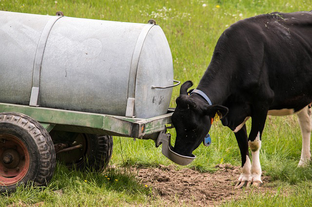 黑龙江冬季养牛怎么喂水？怎样储备冬季养牛草料如何防止掉膘