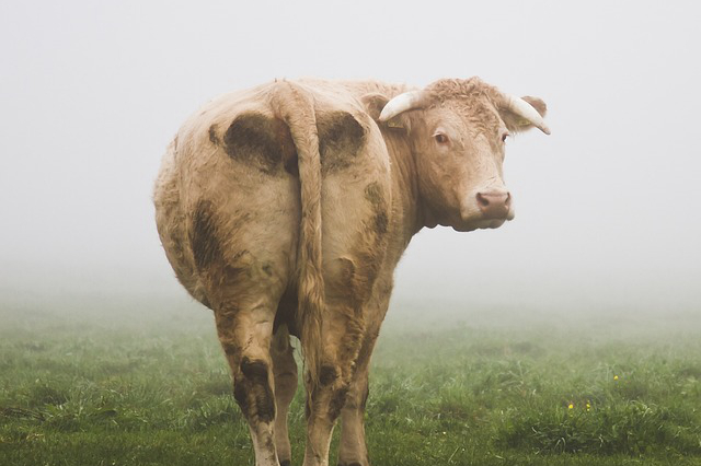 高原饲养牛？牦牛如何适应高原独特的环境