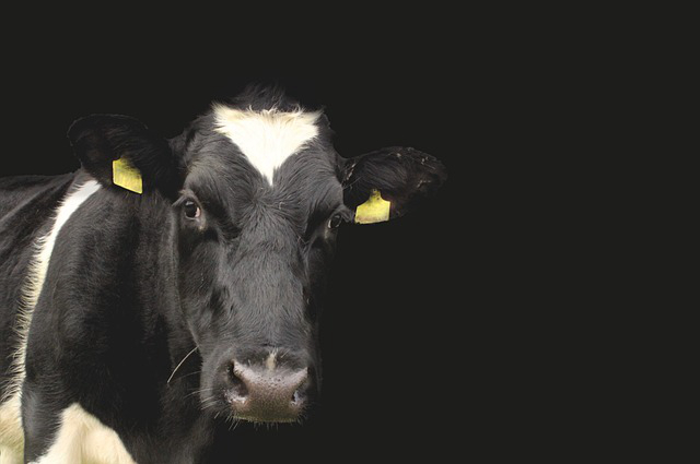 阿根延养牛业 阿根廷国家经济的支柱是什么呢