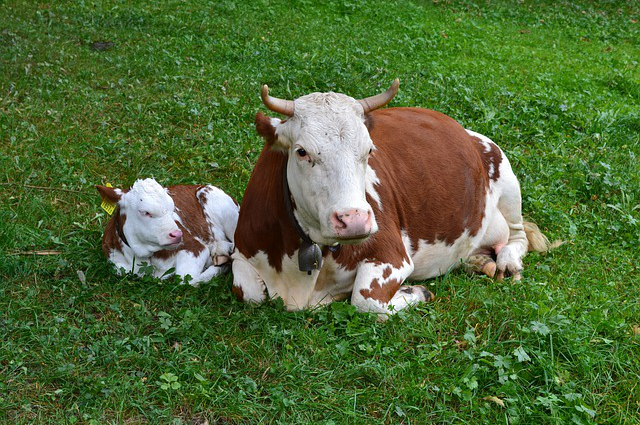 蓝田县有人养牛吗(你认为你天生就有吃动物的权利吗？)