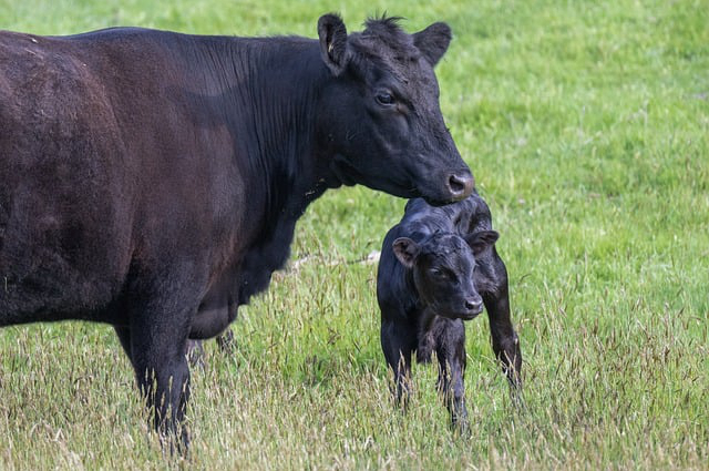 盐碱地的养牛技术要求 什么品种的牧草可以青贮养牛