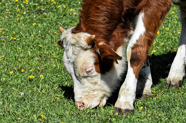 鼓励牧民养牛的话题 内蒙古牧民养牛60头一年能挣多少钱