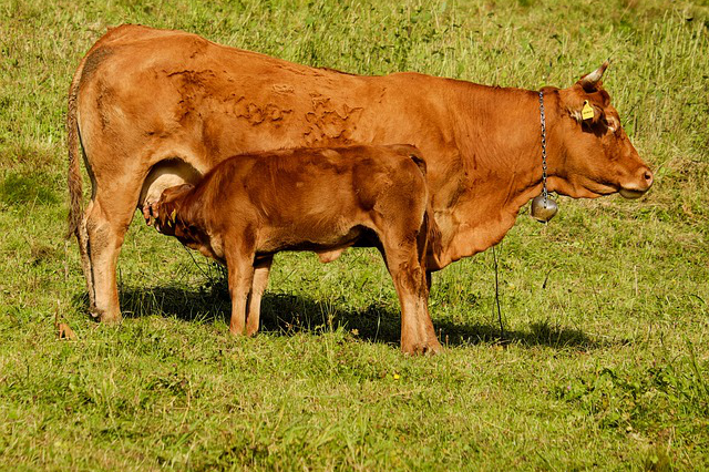 散养牛需要预混料吗，母牛预混料哪个品种最好