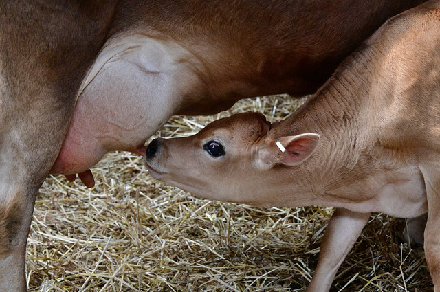 饲养牛一般有几种方式，动物的喂养方式分为哪几种