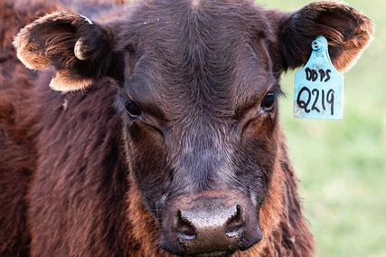 齐齐哈尔市最大养牛，北方天气冷、想大批养牛。牛棚怎么盖