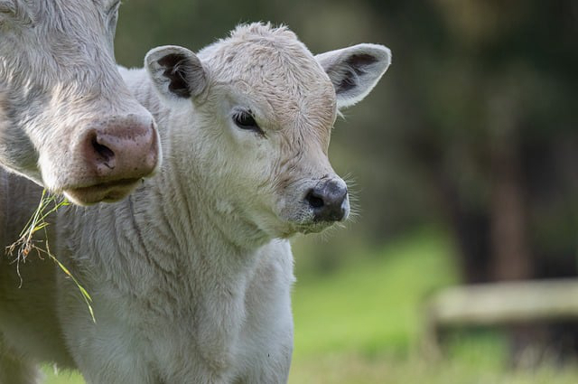 福建养牛政策，温州养牛补贴政策2022标准是多少