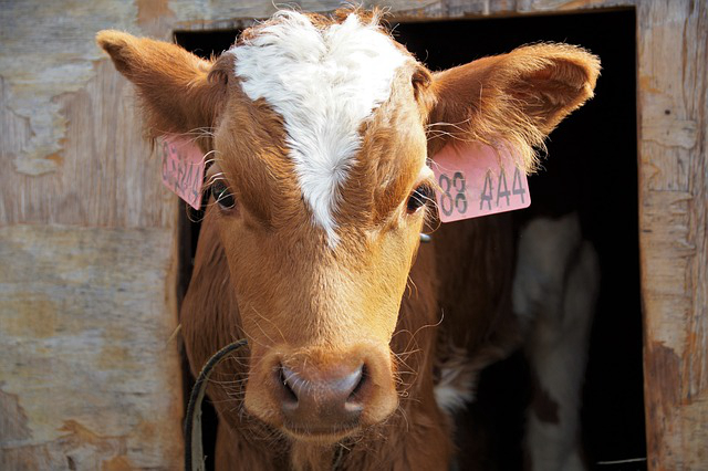 金融支持养猪养牛 贷款搞养殖养牛现在够本吗？有胆子贷款吗？