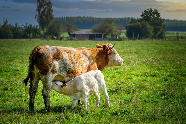 黑龙江省绥化养牛群 中国最好的奶源基地