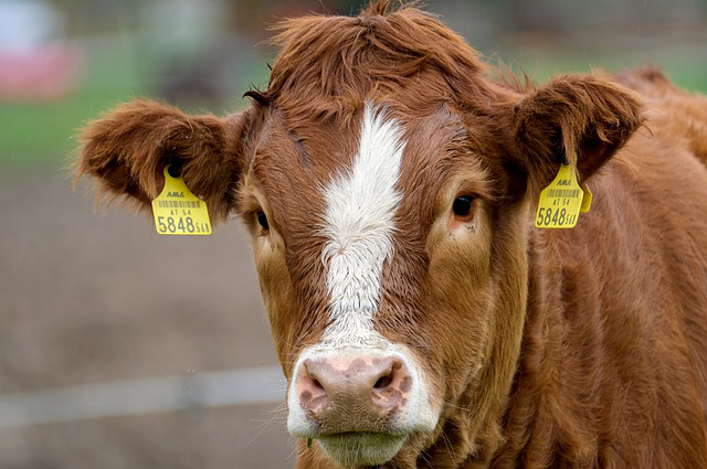 美国生态农业养牛？国外肉牛业发展特点有哪些