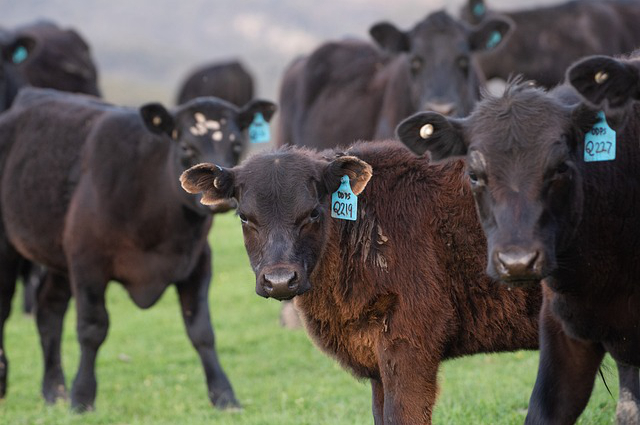 违法使用激素喂养牛？吃了对身体有影响吗
