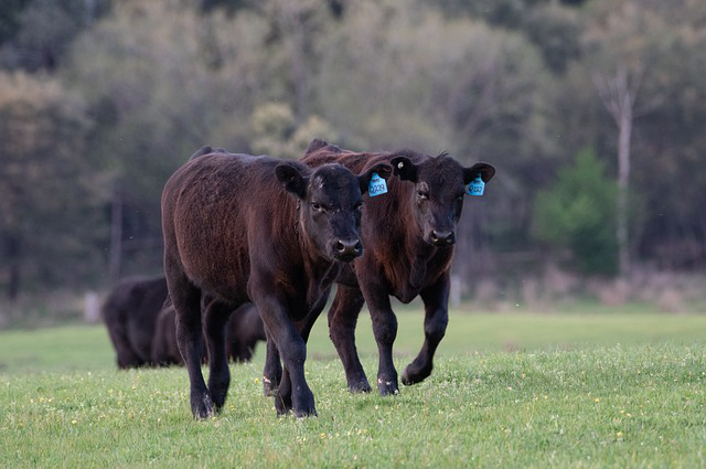 龙岩养牛大棚在哪里买？一般农田可以建养牛大棚吗
