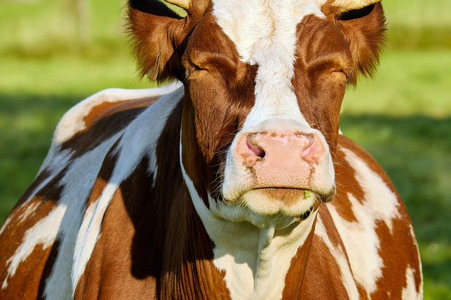院子里适合养牛吗，院子里放牛槽是什么意思