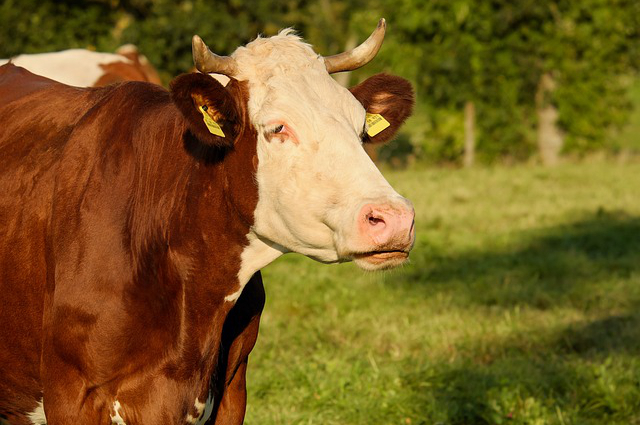 租大连周边荒山养牛 养牛的成本与利润是多少？