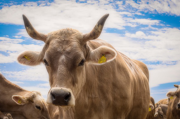 蒙城马集养牛大户电话多少 蒙城旅游的主要景点是什么