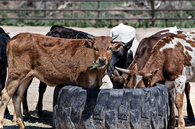 饲料配比养牛的优点是哪些 为什么说养牛的时候一定要做到精饲料和粗饲料相搭配