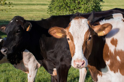 饲养牛甲烷排放标准(养牛为什么叫碳排放)
