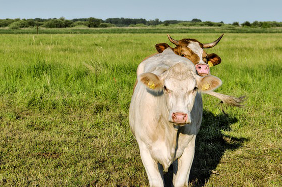 这次疫情对养牛有影响吗 农民为何不自己养猪