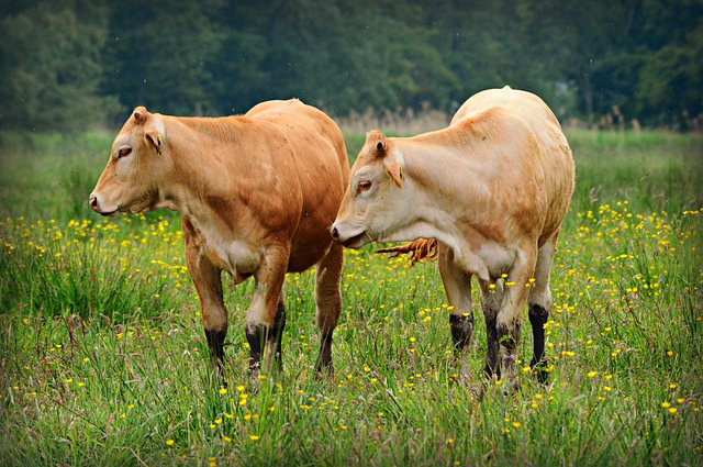 高州放养牛，关于描写属相牛的诗句