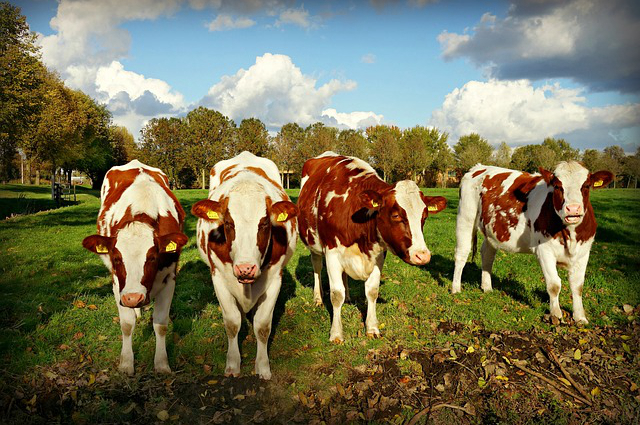 牧区日常养牛情况分析 兴安盟里有牧区吗