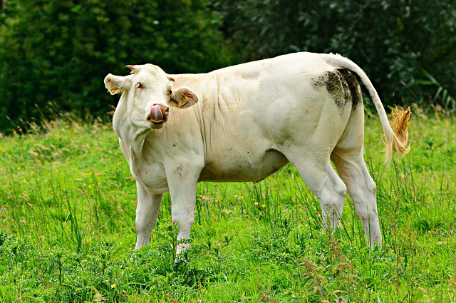 法国的养牛场叫什么名称 新西兰畜牧业对我国畜牧业发展有哪些借鉴意义