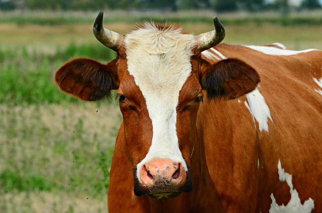 论种草养牛的可行性 基本农田种草养牛合法吗