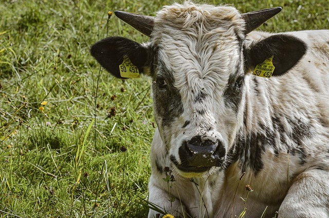 草原养牛怎么饮牛汤呢，养牛饮水啥时候最好.精饲料前饮或后饮
