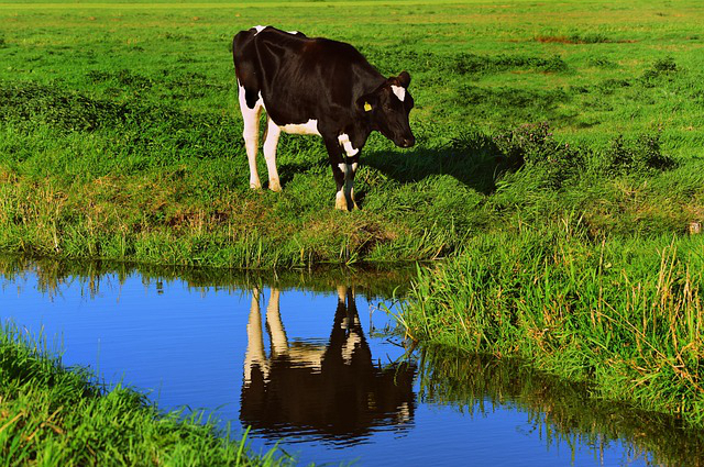 西丰县养牛补贴标准是多少 西丰房身水库介绍